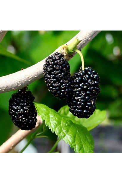 Шеллі — шовковиця з соковитими, великими ягодами.